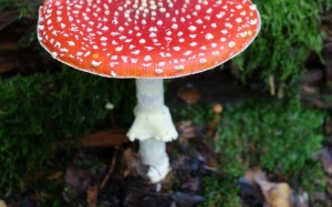 Ein schöner Fliegenpilz am Wegesrand.