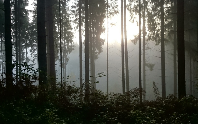 Der Wald im Morgennebel.