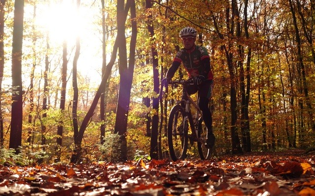 Hans im Herbstwald ...