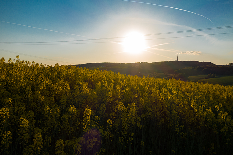 Sonne über dem Hoxberg ...
