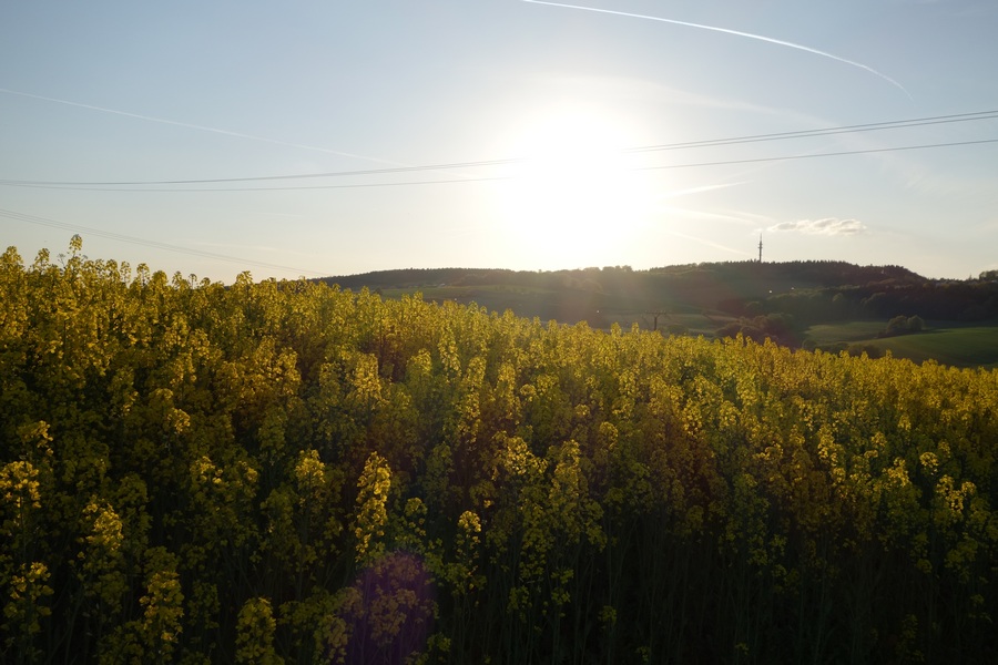 Rapsfelder Teil 1 ...