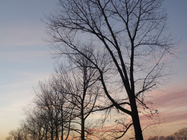 Baumreihe in der Dämmerung ...