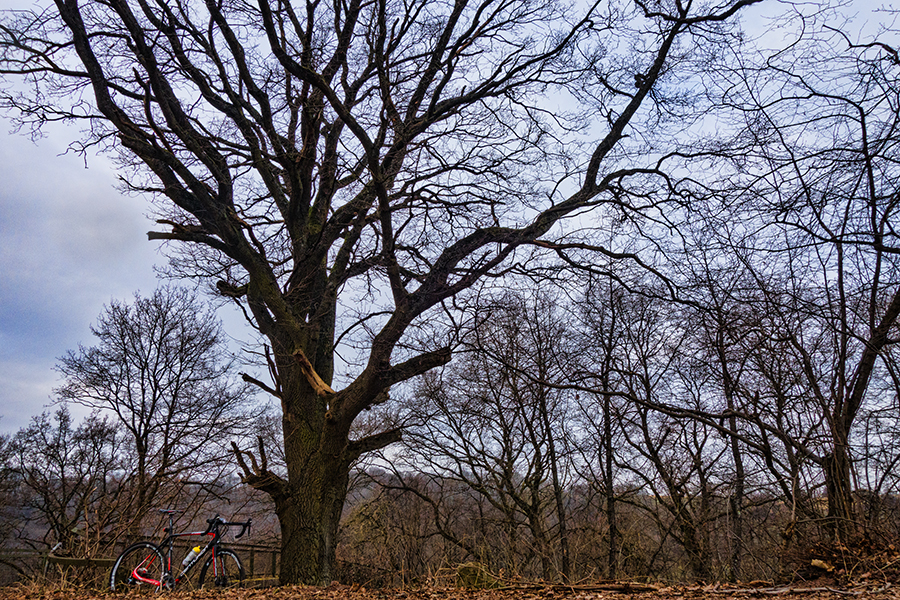 Dieser Baum, wenn der erzählen könnte .... Centurion Crossfire Carbon