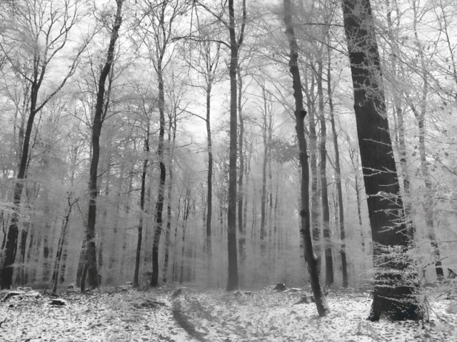 Ein Zauberwald Winterstimmung im Wald
