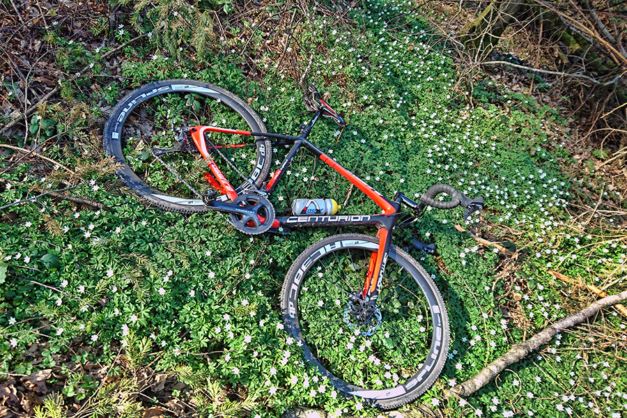 Blumenwiese im Frühling ...